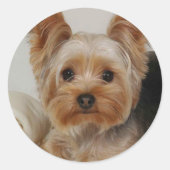 Yorkshire Terrier Runder Aufkleber (Vorderseite)