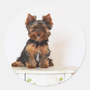 Yorkshire Terrier Runder Aufkleber