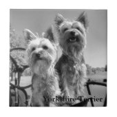 Yorkshire Terrier, schwarz u. weiß, Fliese (Vorderseite)