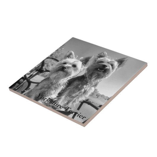 Yorkshire Terrier, schwarz u. weiß, Fliese (Seite)