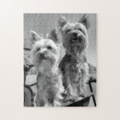 Yorkshire-Terrier, Schwarzweiss, Puzzle (Vertikal)
