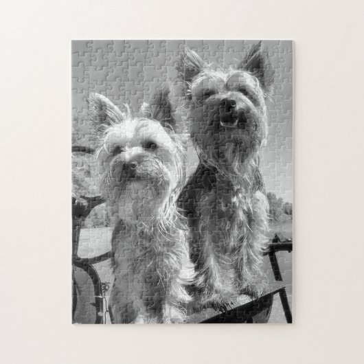 Yorkshire-Terrier, Schwarzweiss, Puzzle (Vertikal)