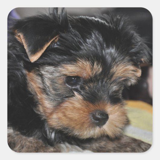 Yorkshire Terrier Square Sticker (Vorderseite)