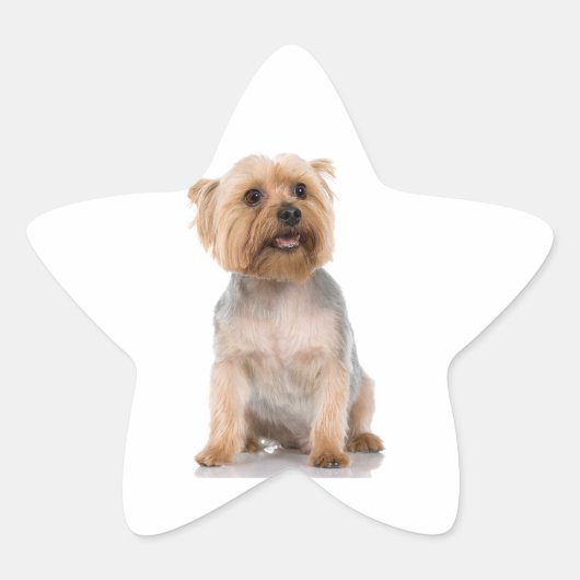 Yorkshire Terrier Stern-Aufkleber (Vorderseite)