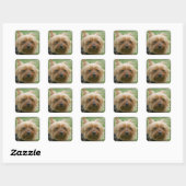 Yorkshire Terrier Stickers (Blatt)