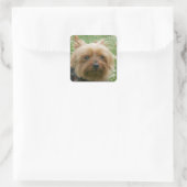 Yorkshire Terrier Stickers (Tasche)