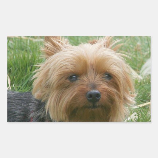 Yorkshire Terrier Stickers (Vorderseite)
