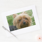 Yorkshire Terrier Stickers (Umschlag)