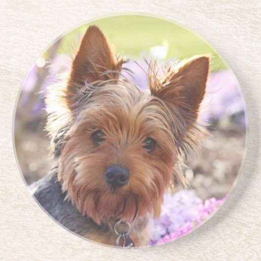 Yorkshire Terrier Untersetzer (Vorne)