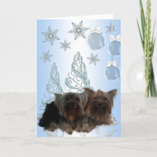 Yorkshire Terrier Weihnachten