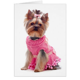  Yorkshire Terrier Welpe Doppy Blank Card