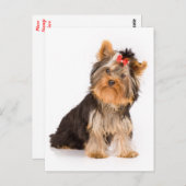 Yorkshire Terrier Welpe Doppy Blank Postkarte (Vorne/Hinten)