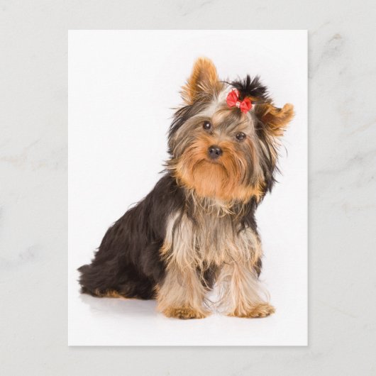 Yorkshire Terrier Welpe Doppy Blank Postkarte (Vorderseite)