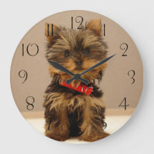 Yorkshire Terrier Welpe