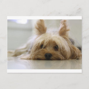 Yorkshire-Terrier-Welpe Haustier süßer Hund Gesich Postkarte