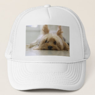 yorkshire terrier welpe haustier süßer hund gesich truckerkappe