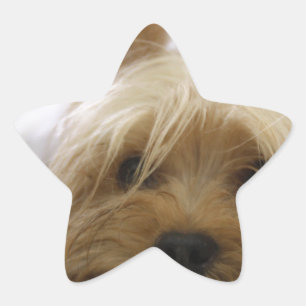 Yorkshire Terrier Welpe Haustier süßer Hunde Gesic Stern-Aufkleber