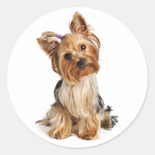 Yorkshire Terrier Welpe Hund Aufkleber Siegel Zazzle De