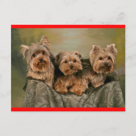 Yorkshire Terrier Welpe Hund Gruß Postkarte (Vorderseite)