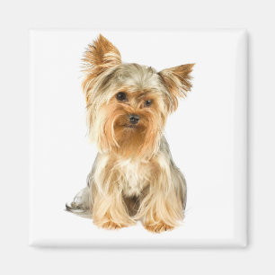 Yorkshire Terrier Welpe Hund Kühlschrankmagnet