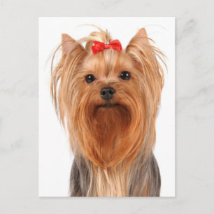 Yorkshire Terrier Welpenhund Postkarte