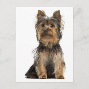 Yorkshire Terrier Welpenhund Postkarte