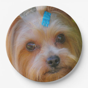 Yorkshire Terrier Yorkie Favorite Breed Pappteller