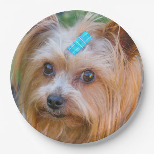 Yorkshire Terrier Yorkie Favorite Breed Pappteller