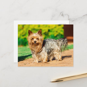 Yorkshire Terrier Yorkie Favorite Breed Postkarte
