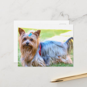 Yorkshire Terrier Yorkie Favorite Breed Postkarte