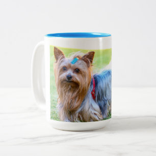 Yorkshire Terrier Yorkie Favorite Breed Zweifarbige Tasse