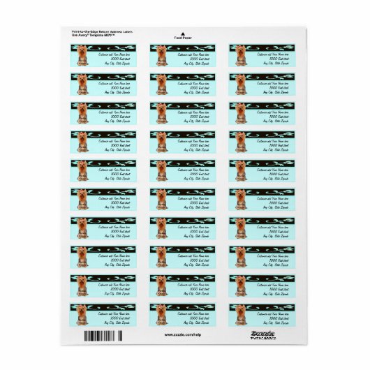 Yorkshire Terrier - Yorkie Kisses (Vorne)