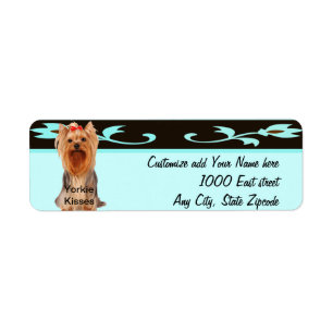 Yorkshire Terrier - Yorkie Küsse