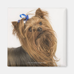 Yorkshire Terrier/Yorkie. Lebhafte Zucht von Magnet