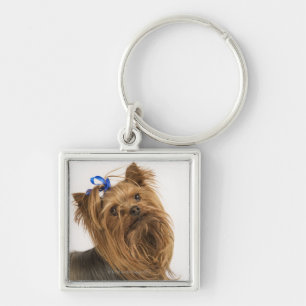 Yorkshire Terrier/Yorkie. Lebhafte Zucht von Schlüsselanhänger