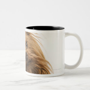 Yorkshire Terrier/Yorkie. Lebhafte Zucht von Zweifarbige Tasse