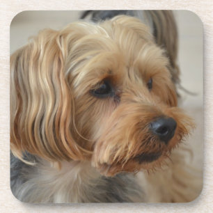 Yorkshire Terrier Zac Getränkeuntersetzer