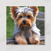 Yorkshire Terriers oder Yorkies, wie sie Affec sin Quadratische Visitenkarte (Vorderseite)