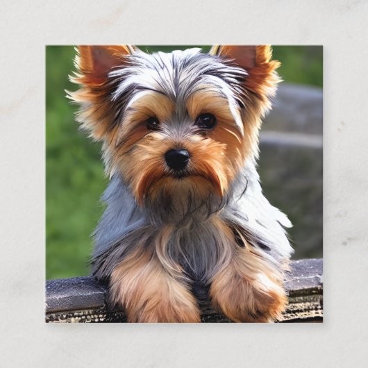 Yorkshire Terriers oder Yorkies, wie sie Affec sin Quadratische Visitenkarte (Vorderseite)