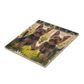 Yorkshire Terriers spielen im Gras Fliese (Seite)