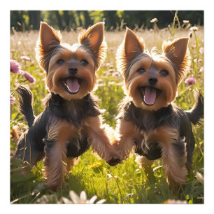 Yorkshire Terriers spielen im Gras Fotodruck