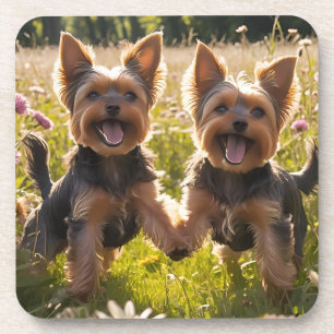 Yorkshire Terriers spielen im Gras Getränkeuntersetzer