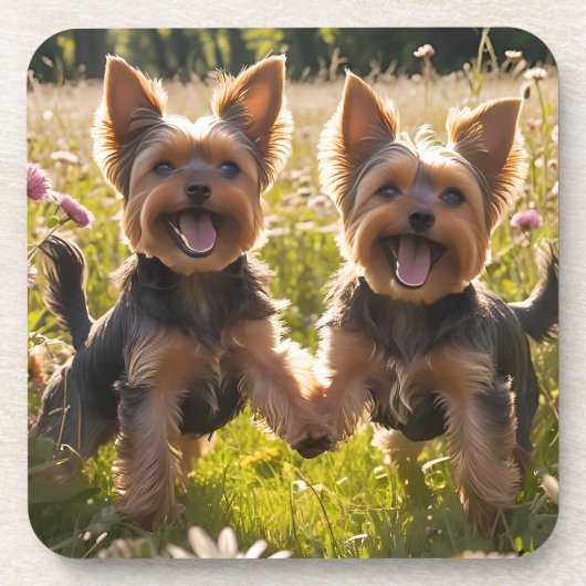Yorkshire Terriers spielen im Gras Getränkeuntersetzer (Vorderseite)