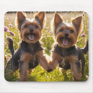 Yorkshire Terriers spielen im Gras Mousepad