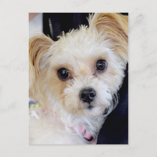 Yorkshire (Yorkie)/Shih Tzu Postcards Postkarte