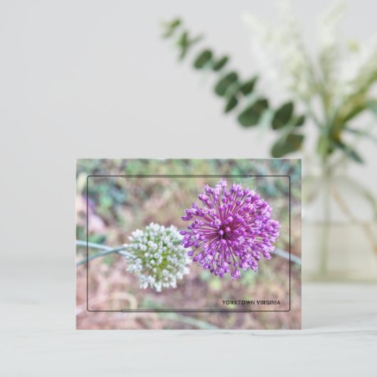 Yorktown Onion Postcard - Historic Virginia Postkarte (Stehend Vorderseite)