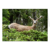 Yosemite Deer Nature Fotografy (Vorderseite (Horizontal))