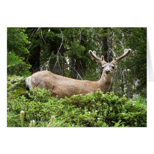 Yosemite Deer Nature Fotografy (Vorderseite (Horizontal))