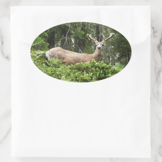 Yosemite Deer Nature Fotografy Ovaler Aufkleber (Tasche)