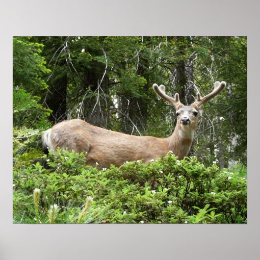 Yosemite Deer Nature Fotografy Poster (Vorne)